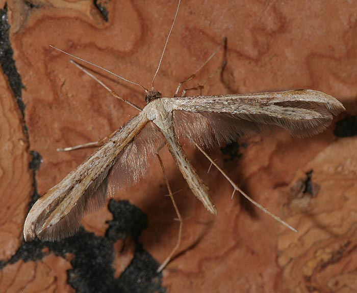(Emmelina monodactyla)<br> Federmotten (Pterophoridae)