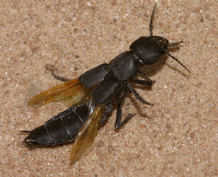 Schwarzer Moderkäfer (Ocypus olens)
