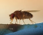 Taufliege (Drosophila melanogaster) [1231 views]