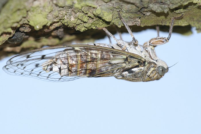 Mannazikade (Cicada orni)