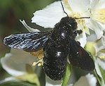 Holzbiene (Xylocopa violacea) [1815 views]