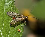 Gemeine Skorpionsfliege (Panorpa communis) [1075 views]