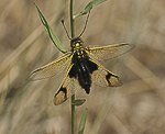 Schmetterlingshaft (Libelloides longicornis) [1456 views]
