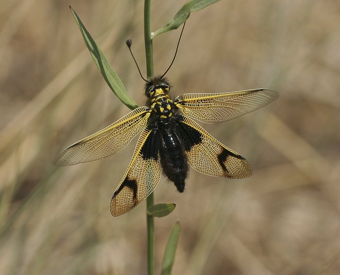 Schmetterlingshaft (Libelloides longicornis)