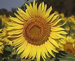 Sonnenblume (Helianthus annuus) [1083 views]