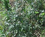 Beifuß (Artemisia vulgaris) [3585 views]