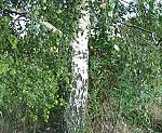 Birke (Betula pendula) [4023 views]