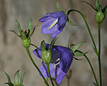 Pfirsichblättrige Glockenblume (Campanula persicifolia) [3081 views]