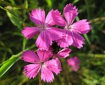 Karthäuser-Nelke (Dianthus carthusianorum) [3394 views]