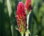 Purpur-Klee (Trifolium rubens) [3122 views]