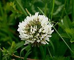 Weiß-Klee (Trifolium repens) [2909 views]