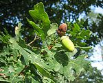 Eiche (Quercus robur), Stil- [3604 views]