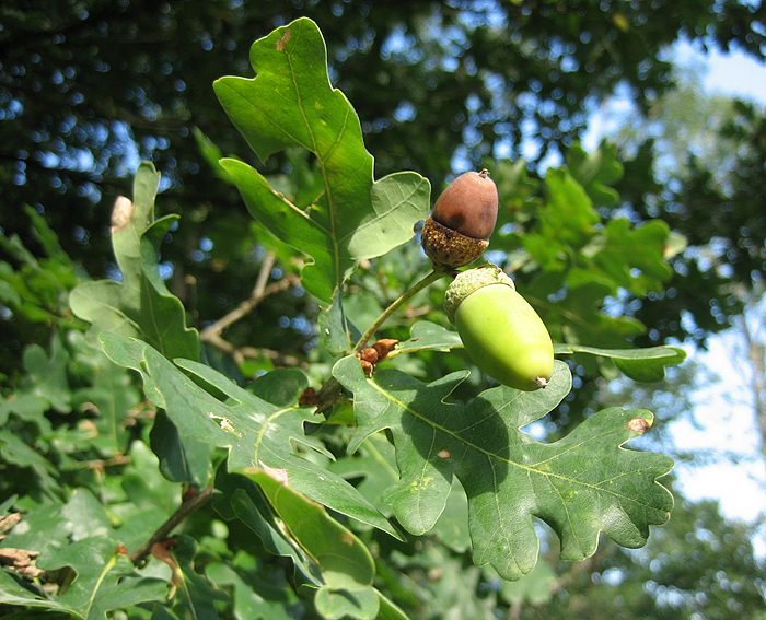Eiche (Quercus robur), Stil-
