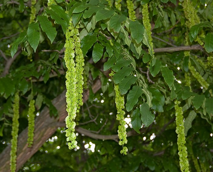 Kaukasische Flügelnuss (Pterocarya fraxinifolia)