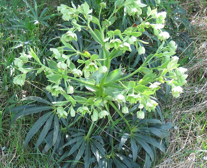 Grüne Nieswurz (Helleborus viridis)
