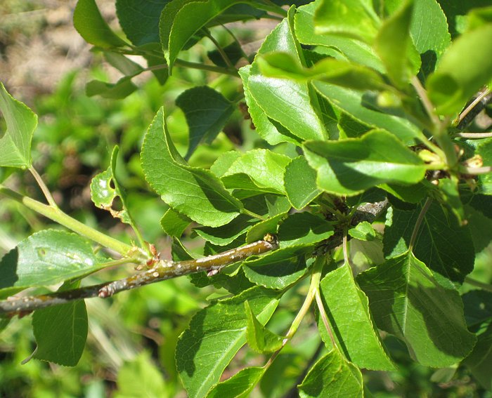 Weichselkirsche (prunus mahaleb)