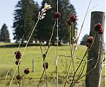 Großer Wiesenknopf (Sanguisorba officinalis) [3592 views]