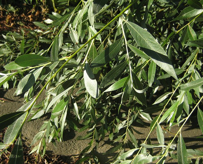 Weide (Salix viminalis), Korb-