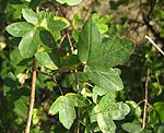 Französischer Ahorn (Acer monspessulanum) [2529 views]