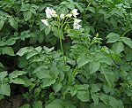 Kartoffel (Solanum tuberosum) [3126 views]