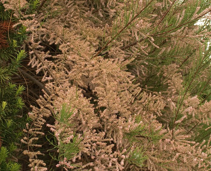 Tamariske (Tamarix parviflora) Frhlings-