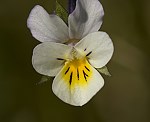 Acker-Stiefmütterchen (Viola arvensis) [3301 views]